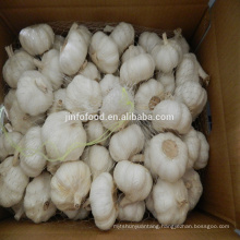 White garlic